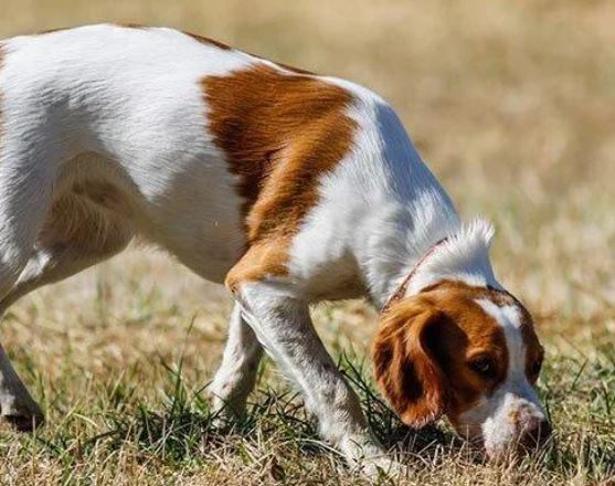 Canine tracking outlet